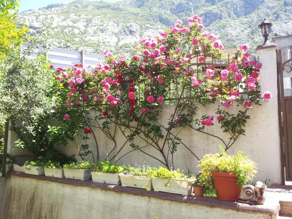 Popovic 2 * Kotor